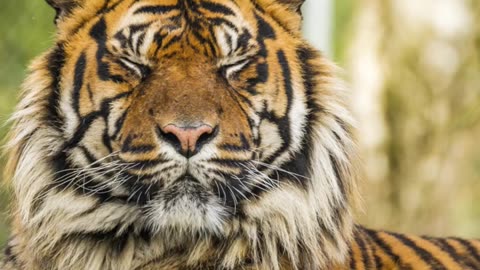 Rare Animals You Need to See! : The Sumatran Tiger