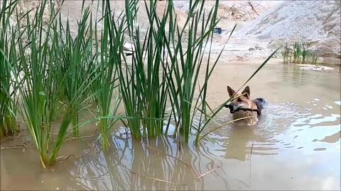 Video Of Man Playing With His Dogs