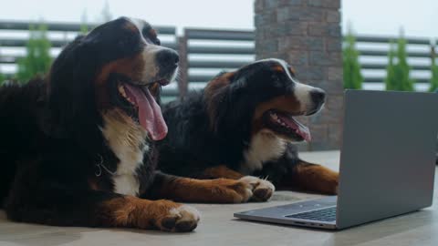 A couple of dogs watching a video on a laptop