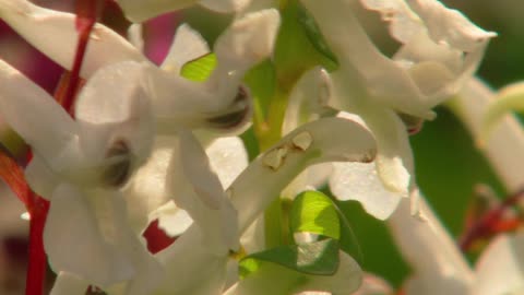 How does the bumblebee pollinate flowers?