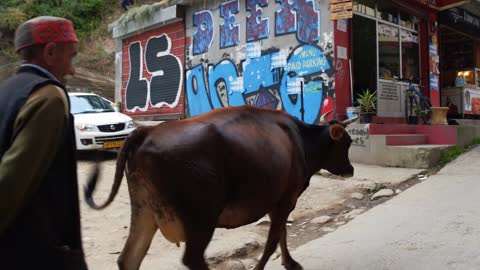 Everyday scene with cow walking in street, Manali, India