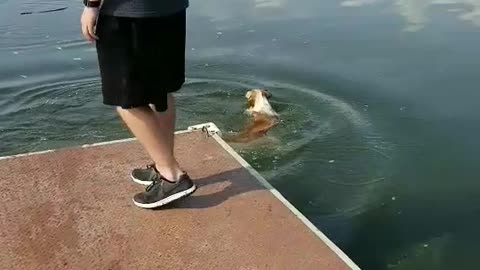 Guy throws stick in water and dog jumps in but fails to get it