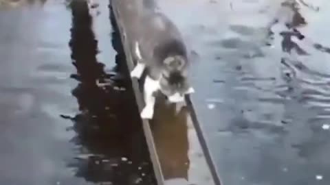 A cat goes her way