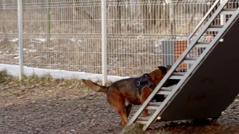 A german shepherd dog walking up on the stand - outdoors training for the dogs