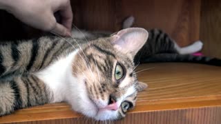 The Purr-ty Little Kitten Climbs on the Furniture