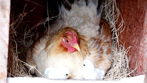 Discovering the Majestic Brahma Chicken The King of Chickens