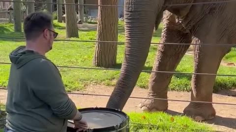 Cute baby elephant short