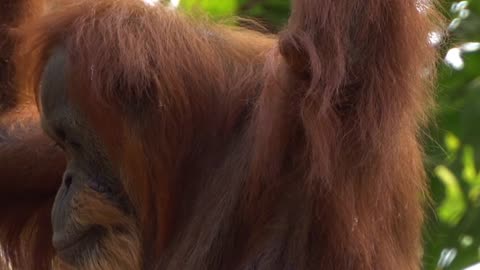 The orangutans