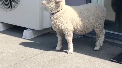 Stan the Lamb is Indifferent to Playtime