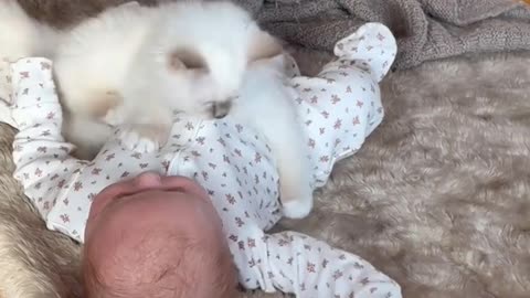 Cute Kitten Play With cute Adorable baby 😍🍼