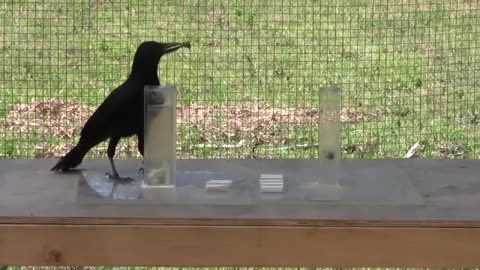 Causal understanding of water displacement by a crow video