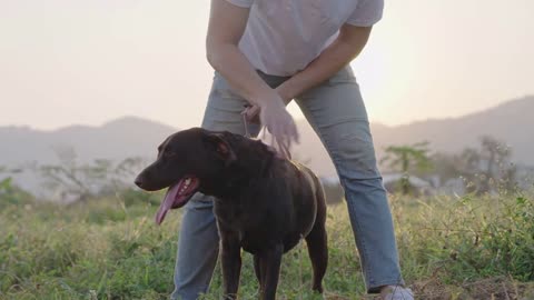 A happy energetic black Labrador playing with his owner with a warm sunlight against meadow