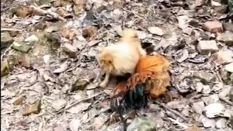 FUNNY ANIMAL FIGHT-DOG VS CHICKEN