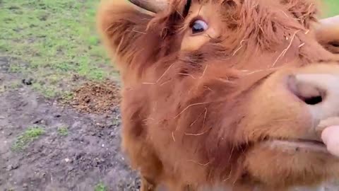 Highland cow runs for treats and it's too adorable!