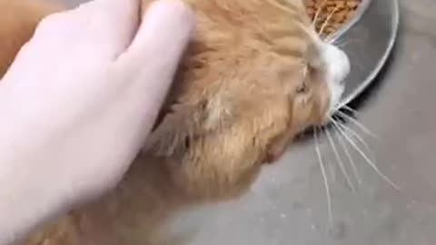 Purring ginger cat