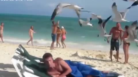 Swarm of Seagulls Terrorises Sunbathing Beach Goer