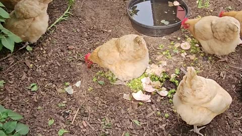 OMC! Bonus Bread and a Brownie! - Chickens - Hot day!🐔🔥😮#chickens #hens #shorts #relaxing #bonus