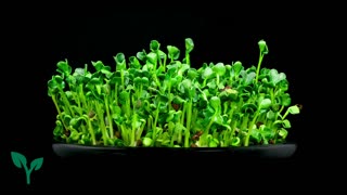 Broccoli Microgreens Nutrition