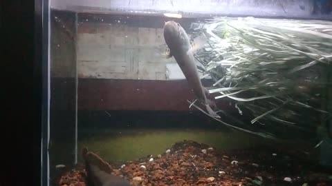 Limbata the dwarf snakehead