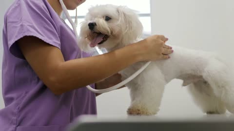 Doctor Visit In Clinic With Veterinary And White Dog