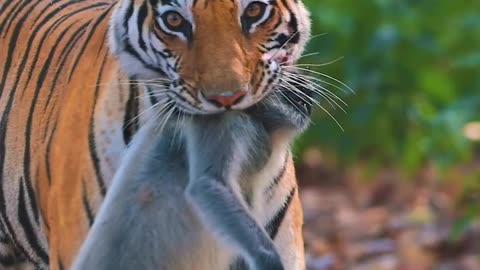 NEELAM TIGRESS WITH KILL KANHA NATIONAL PARK CONTACT FOR SAFARI 7879802311