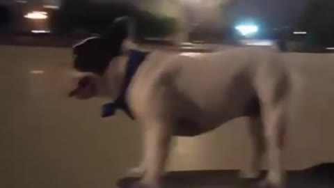 Amazing French Bulldog Rocks On Skateboard