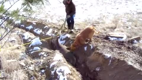 Deer rescue from ditch