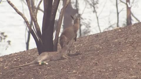 Woman Pours Water on Burned Hands of Kangaroo in Australia Wildfire