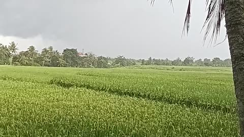 Sawah indah