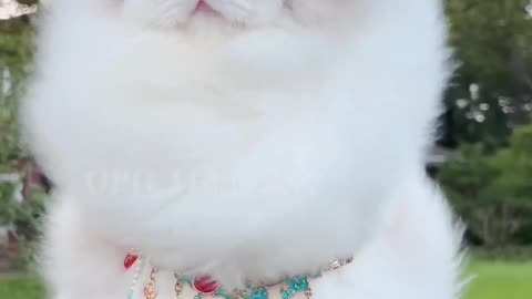 Cute cat