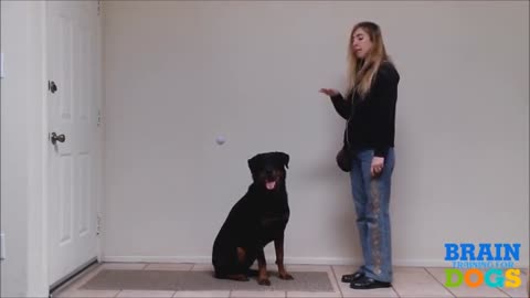 Dog Training Video