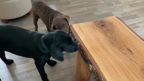 Moose and Bear Chew on Table