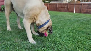 English Mastiff Eats Chicken Nuggets