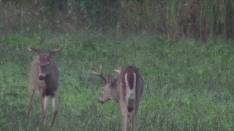 Whitetail deer parade, bucks galore