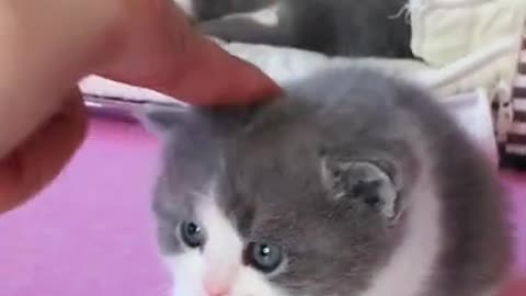 Adorable baby kitten doesn't like its head scratched