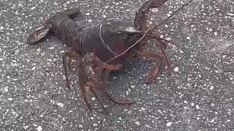 A lost lobster on the street !