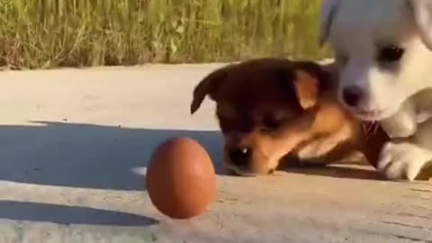 Baby dogs playing ball