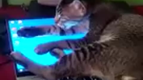 Funny Cat Video - My Indian Cat playing with Laptop