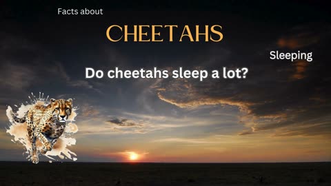 Cheetah Fact 8 - Do cheetahs sleep a lot?