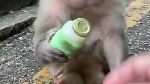 monkey cute cute fofo