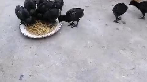 AYAM CEMANI GREY TONGUE CHICKS