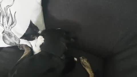 Small Caty Playing with Black Dogy