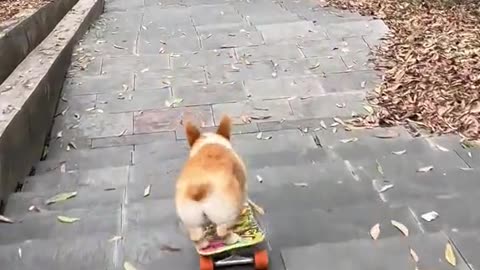 skatebaording dog