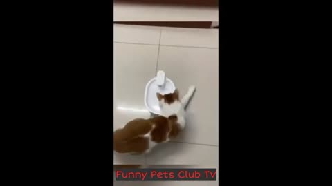 Funny Pets