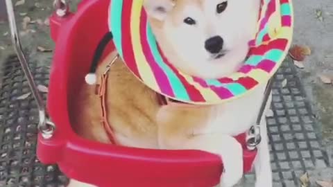 Swing Shiba