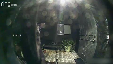 Neighbourhood Cat Comes By To Say Hello Via Ring Video Doorbell