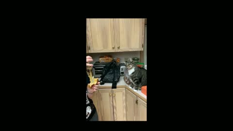 Cat fascinated by grilled cheese