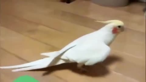 Funny parrots