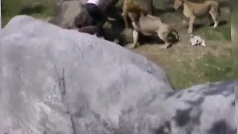 Crazy_Man_Entered_The_Lions_Cage_in_Taipei_Zoo___Horrible_News_Video_of_man_vs_Lion