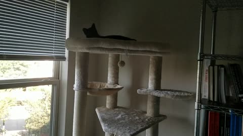 20240628 084810 Tux's First Cat Tree High